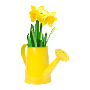 Narcissus Flower Watering Can Arrangement